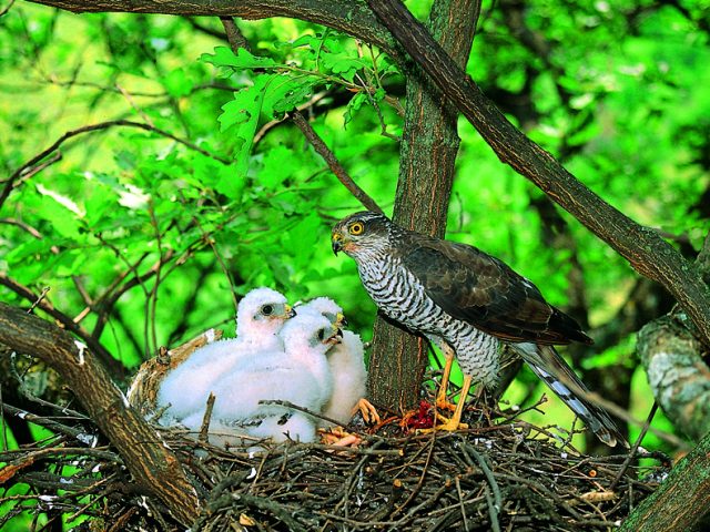 Sparviere Simbolo Riserva