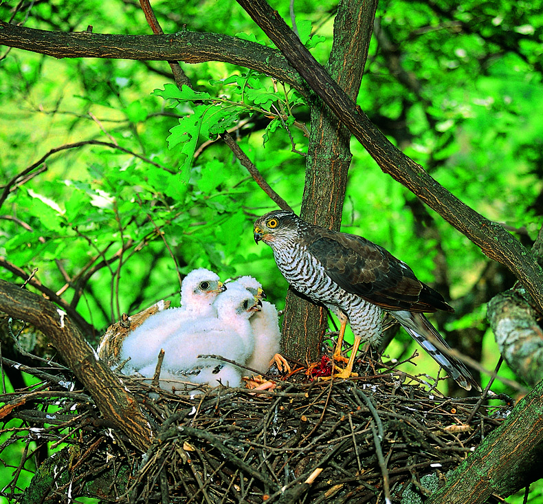 Abruzzo da vedere  - La Riserva Naturale Regionale  Castel Cerreto